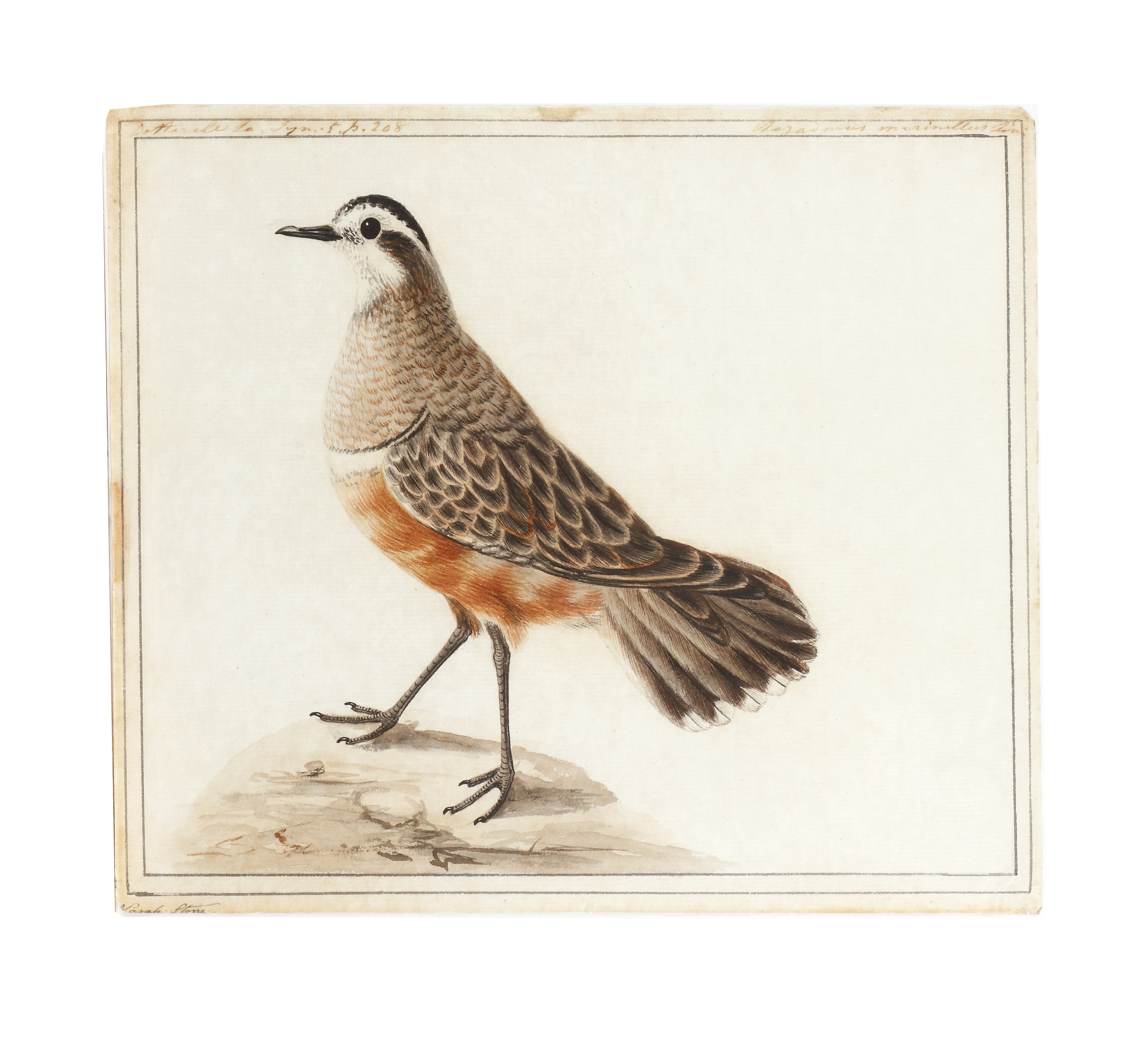 Sarah Stone (1760 - 1844) 